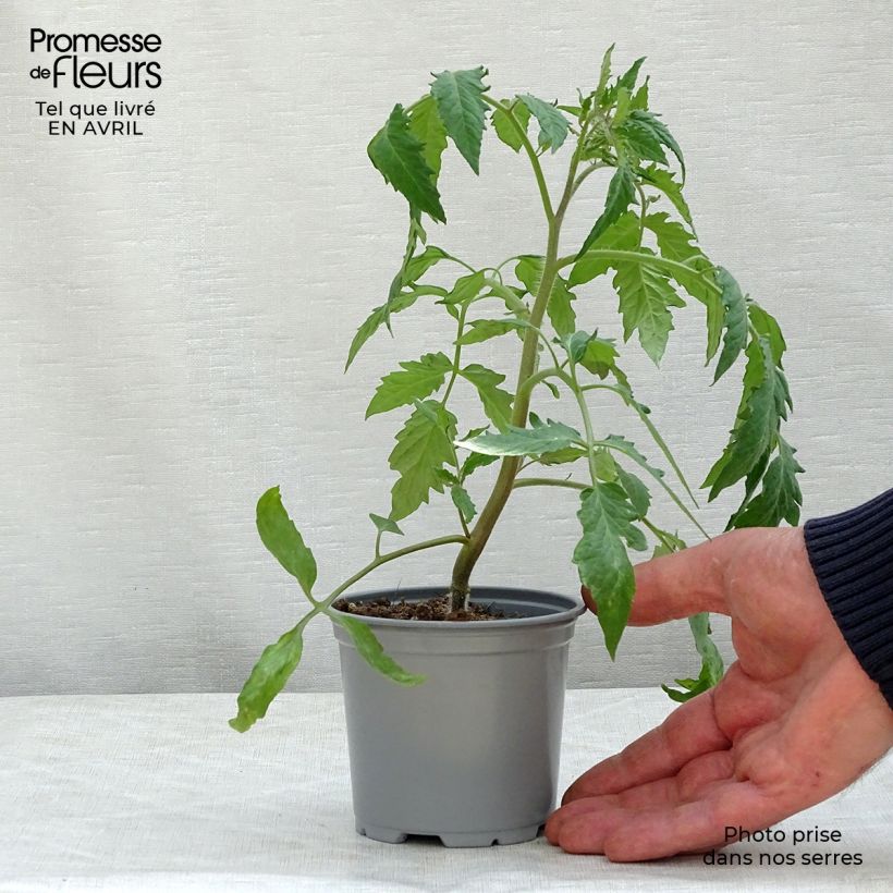 Tomate Gagliardo F1 en plants GREFFES en pot de 10,5 cm sample as delivered in spring