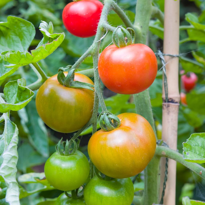 Tomato Moneymaker organic seeds (Harvest)