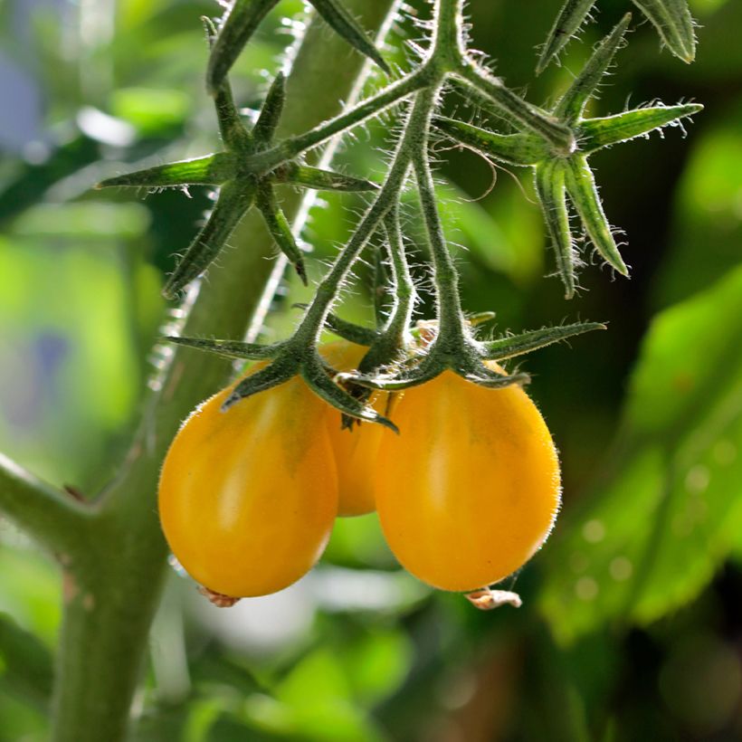 Cherry Tomato Yellow Pear seeds (Harvest)