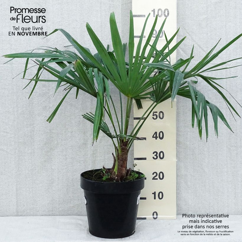 Palmier de Chine - Trachycarpus fortunei en pot de 15L sample as delivered in autumn