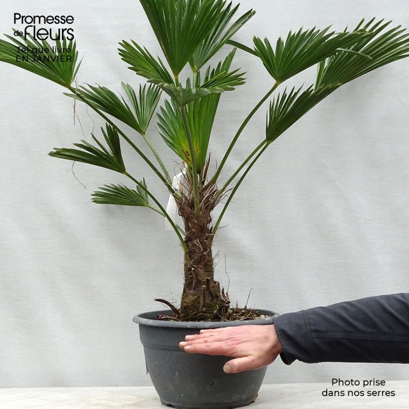 Trachycarpus wagnerianus - Palmier miniature pot de 7L sample as delivered in winter