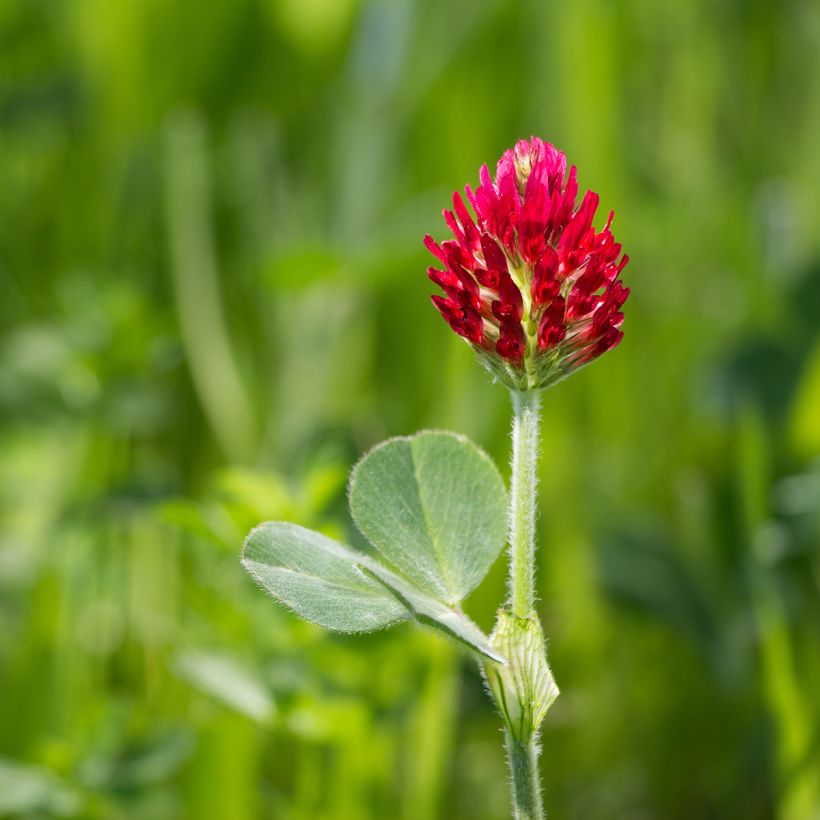 Trifolium incarnatum  (Flowering)