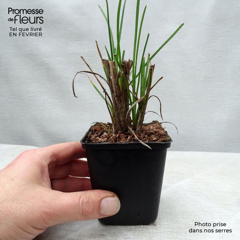 Tritoma - Kniphofia Pineapple Popsicle Godet de 9cm sample as delivered in winter