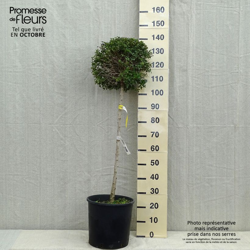 Troène - Ligustrum delavayanum en pot 15L Demi-tige (60cm), forme boule diamètre 30/35 cm Pot de 12L/15L sample as delivered in autumn