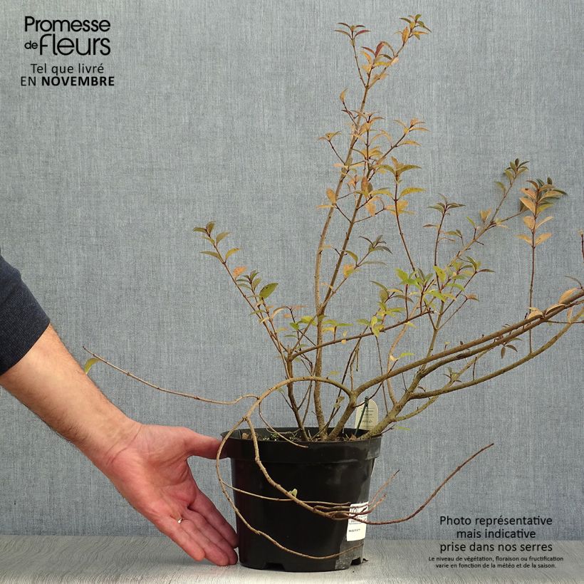 Troène commun - Ligustrum vulgare Atrovirens en pot de 2L/3L sample as delivered in autumn