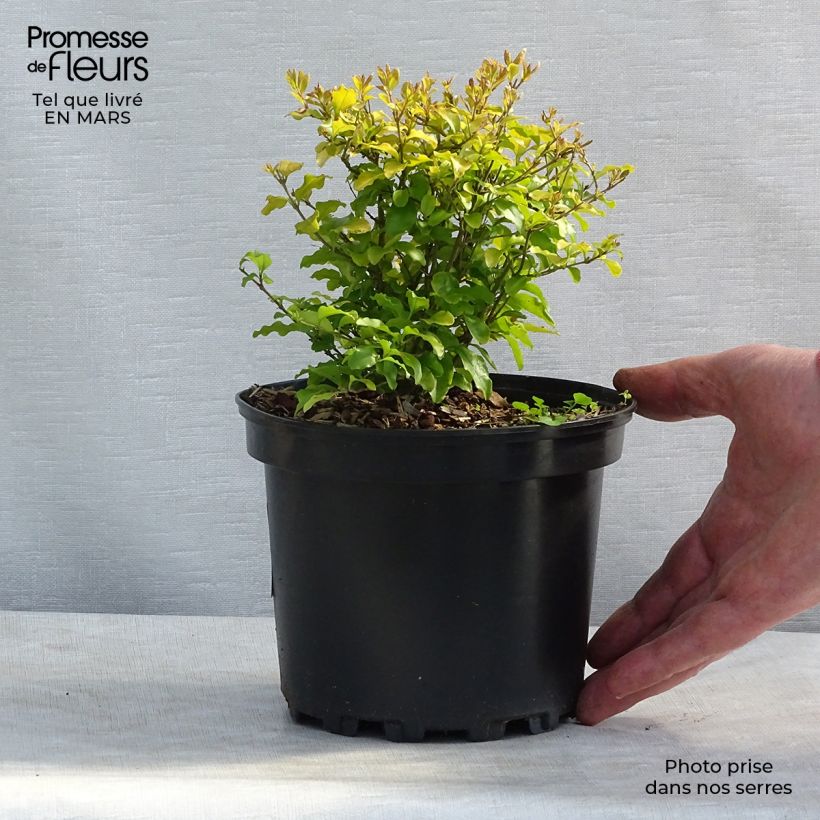 Troène de Californie Lemon Lime - Ligustrum ovalifolium  Pot de 2L/3L sample as delivered in winter