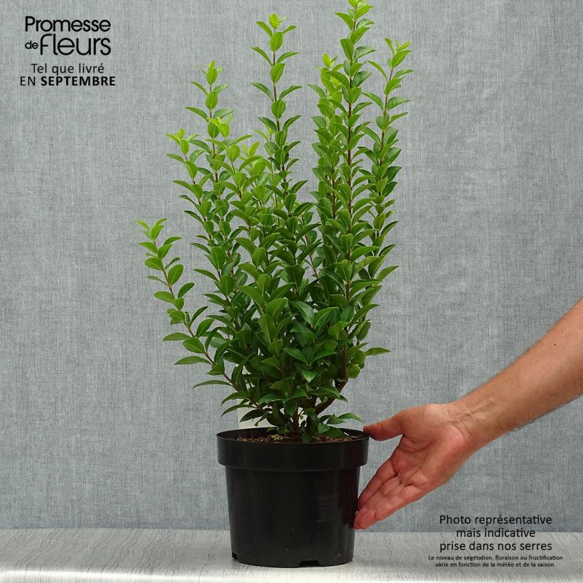 Troène de Californie - Ligustrum ovalifolium Green Diamond Pot de 2L/3L sample as delivered in autumn