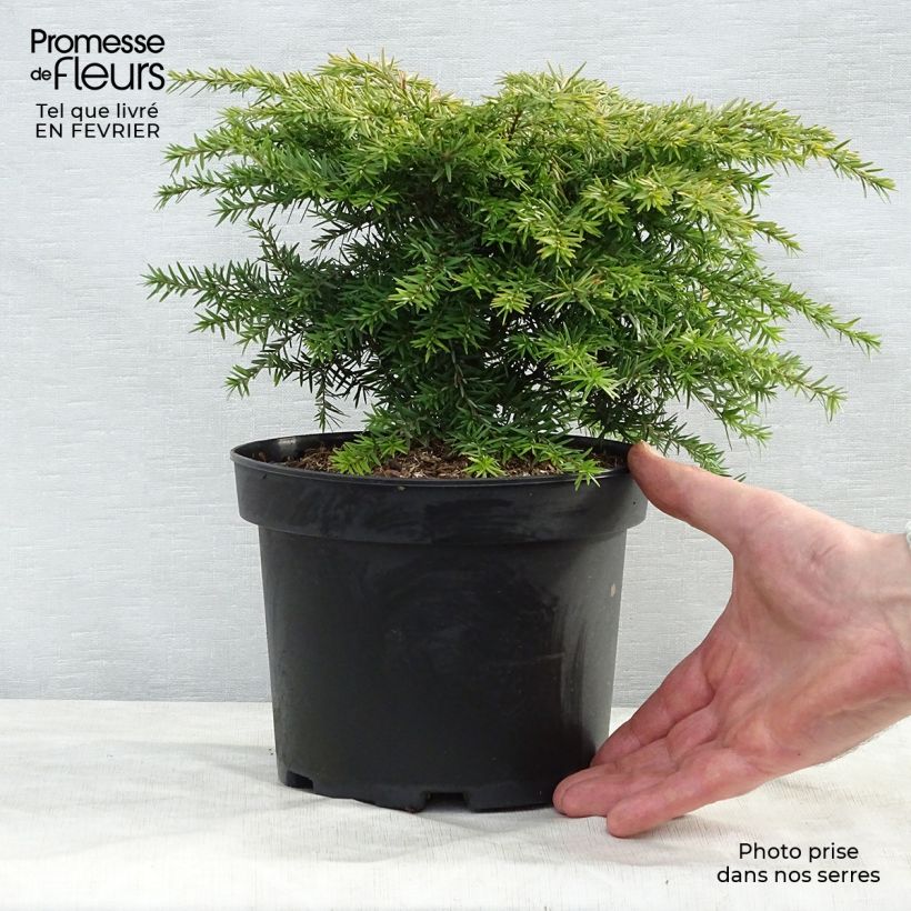 Tsuga canadensis Jeddeloh - Pot de 2/3L   sample as delivered in winter