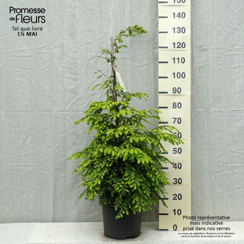 Tsuga canadensis - Eastern Hemlock 3L/4L potShipped height around 30/40cm sample as delivered in spring