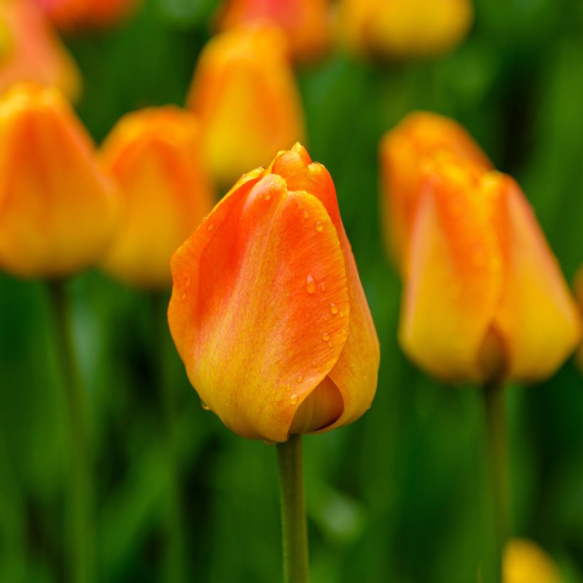 Tulipa Darwin hybrid Orange Lion - Darwin hybrid Tulip (Flowering)