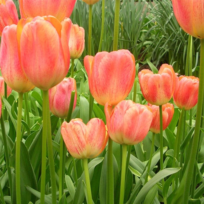 Tulipa 'Tequila Sunrise' (Flowering)