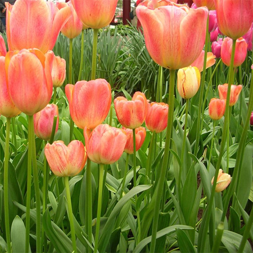 Tulipa 'Tequila Sunrise' (Plant habit)