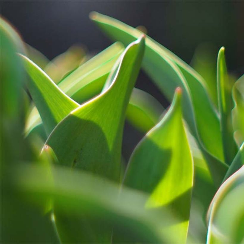 Tulipa Lac van Rijn - Early simple Tulip (Foliage)