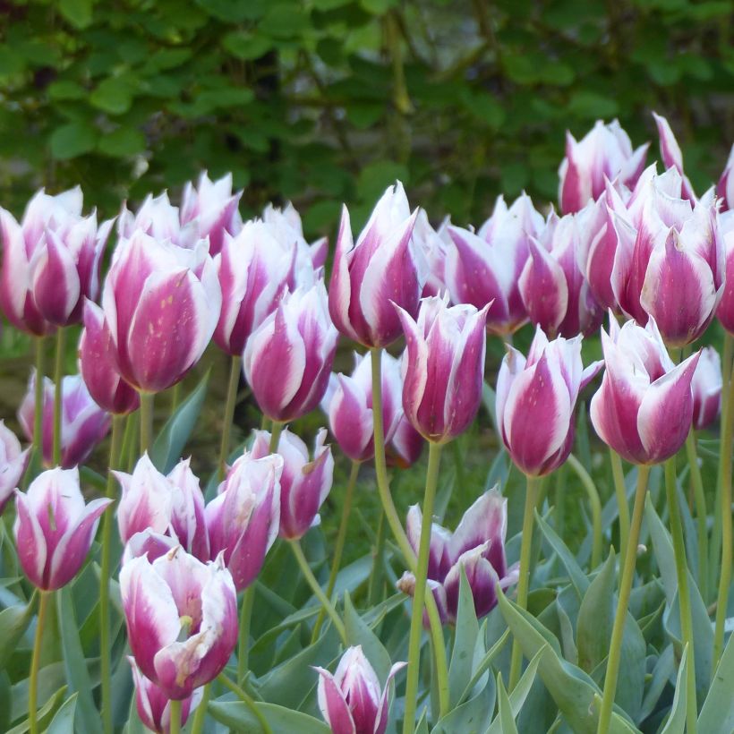 Tulipa Lac van Rijn - Early simple Tulip (Flowering)