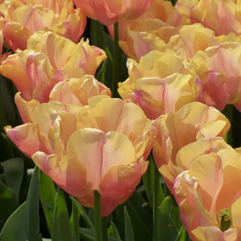 Tulipa Astronaut Andre Kuipers (Flowering)