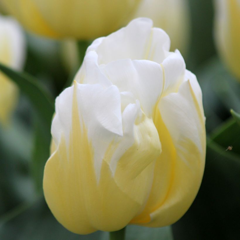 Tulipa Calgary Flames - Triumph Tulip (Flowering)