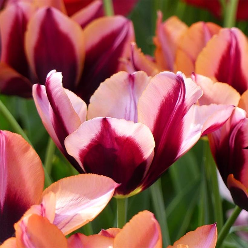 Tulipa Muvota - Triumph Tulip (Flowering)