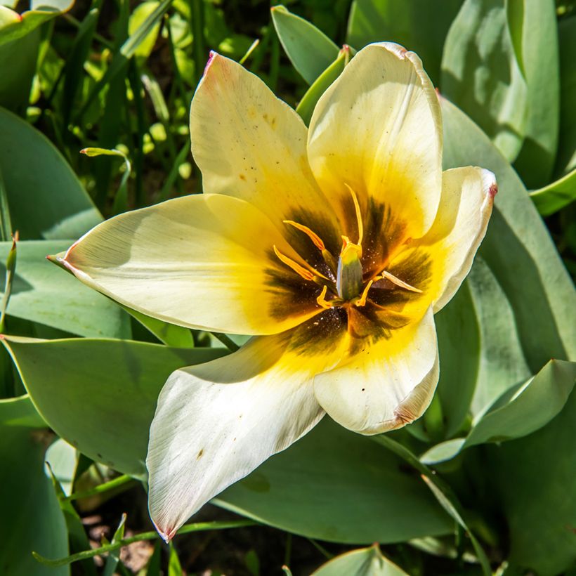 Tulipa greigii Albion Star (Flowering)