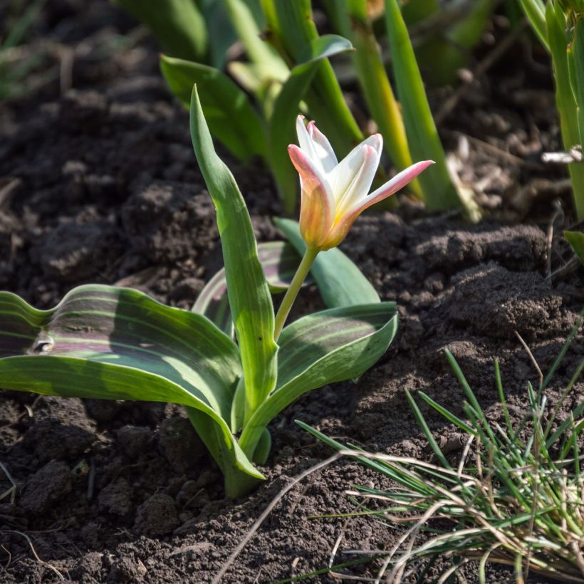 Tulipa kaufmanniana Hearts Delight (Plant habit)