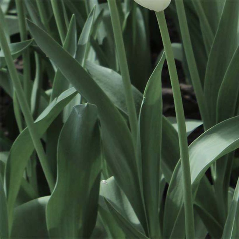 Tulipa 'Cherry Delight' (Foliage)