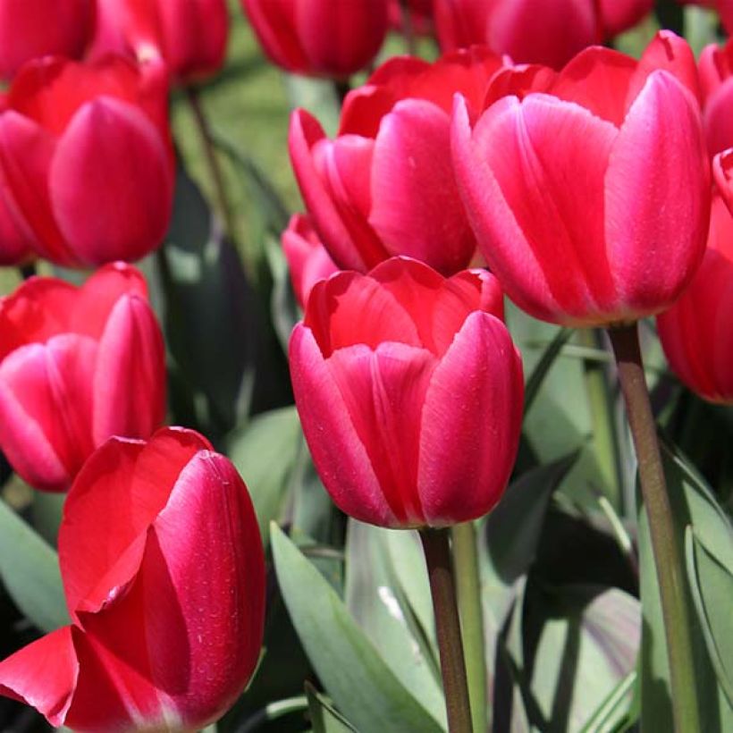 Tulipa 'Cherry Delight' (Flowering)