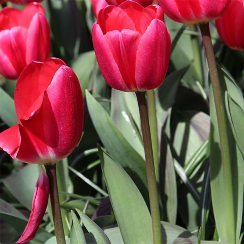 Tulipa 'Cherry Delight' (Plant habit)