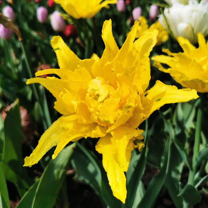 Tulipa Yellow Spider - Lily flowering Tulip (Flowering)