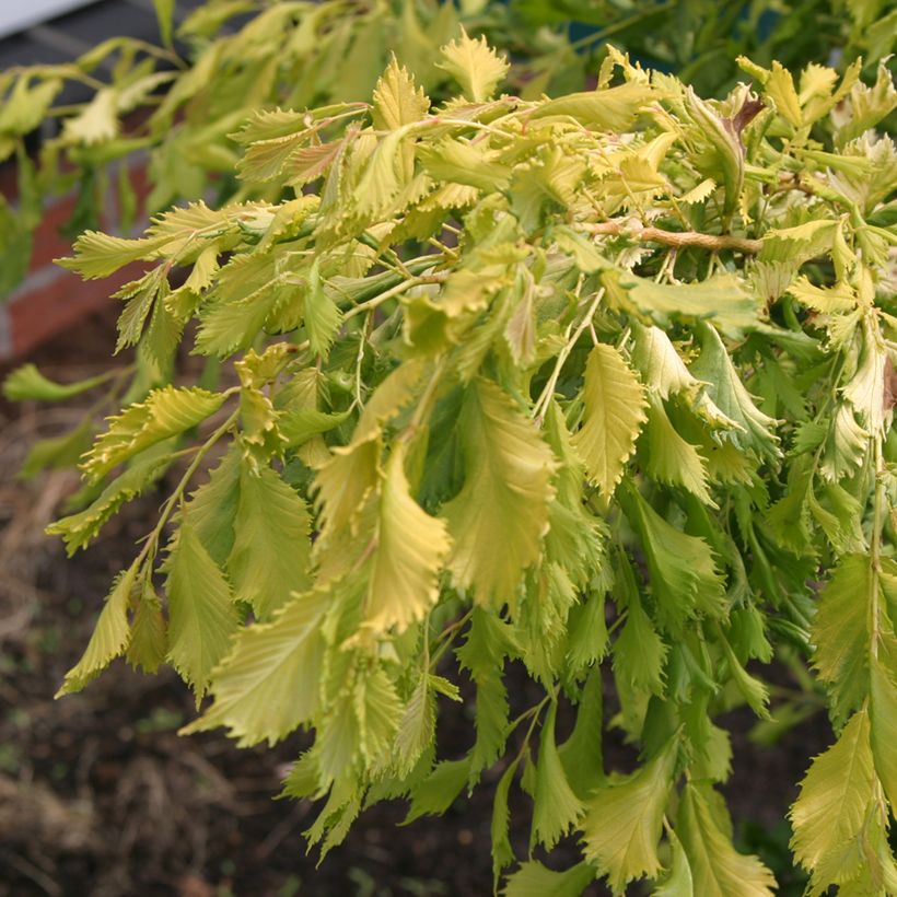 Ulmus minor Viminalis Aurea - Elm (Foliage)