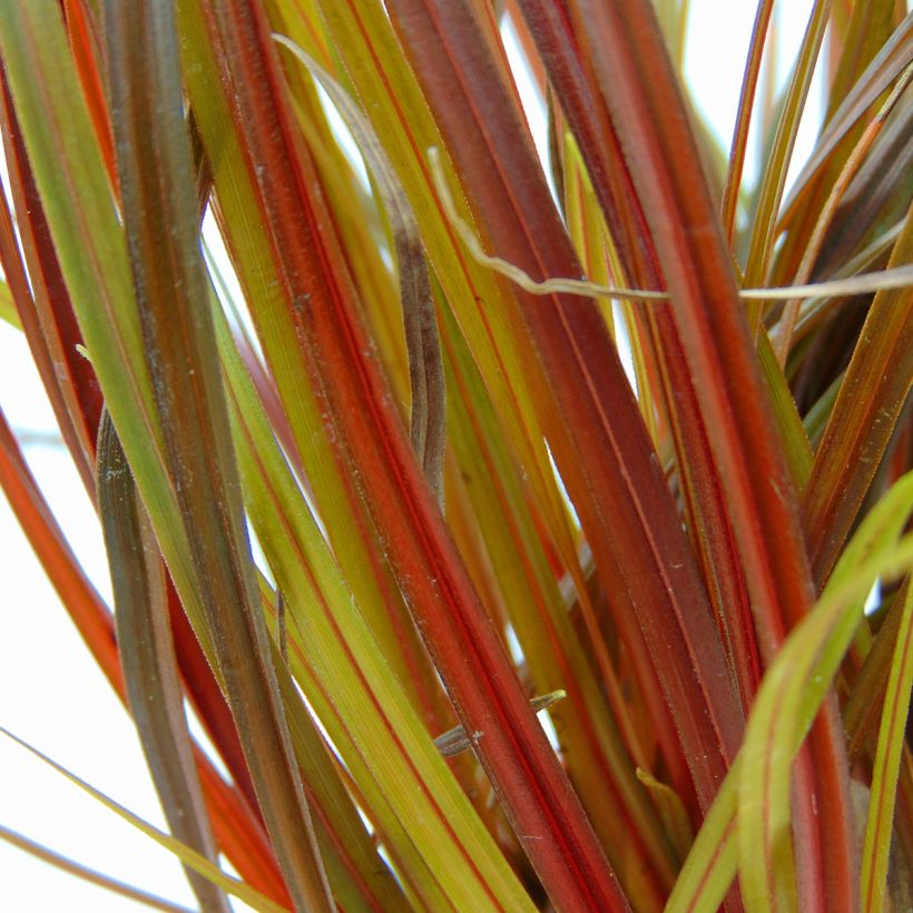 Uncinia rubra (Foliage)