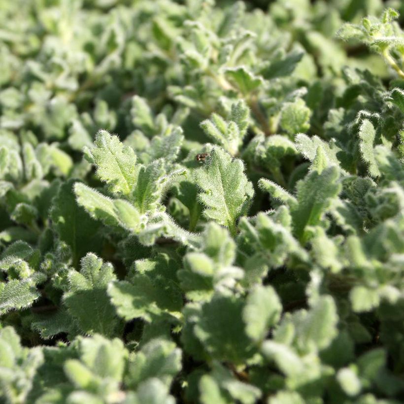 Veronica surculosa  (Foliage)