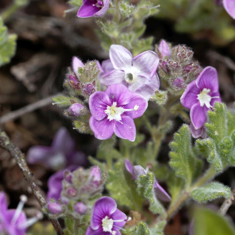 Veronica surculosa  (Flowering)