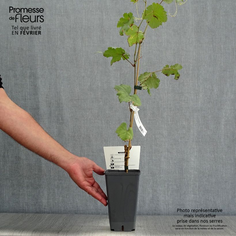 Vigne Chasselas Fontainebleau Pot de 2L/3L sample as delivered in autumn