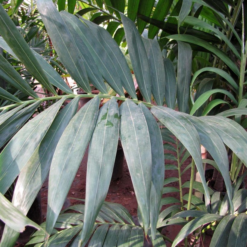 Veitchia joannis (Foliage)