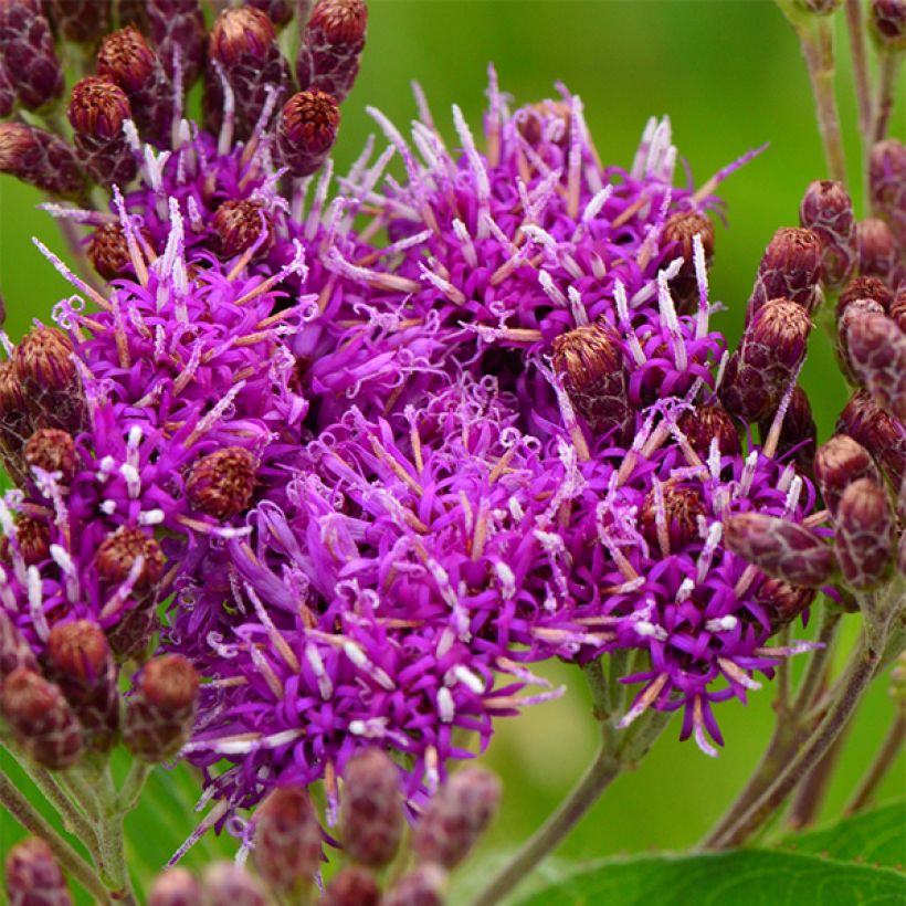 Vernonia fasciculata - Ironweed (Flowering)