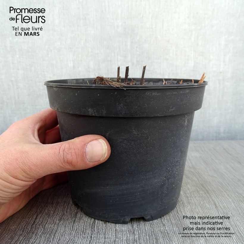 Vernonia noveboracensis White Lightning en pot de 2L/3L sample as delivered in winter