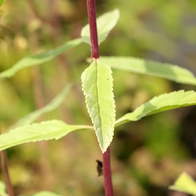 Veronica longifolia First Glory (Foliage)