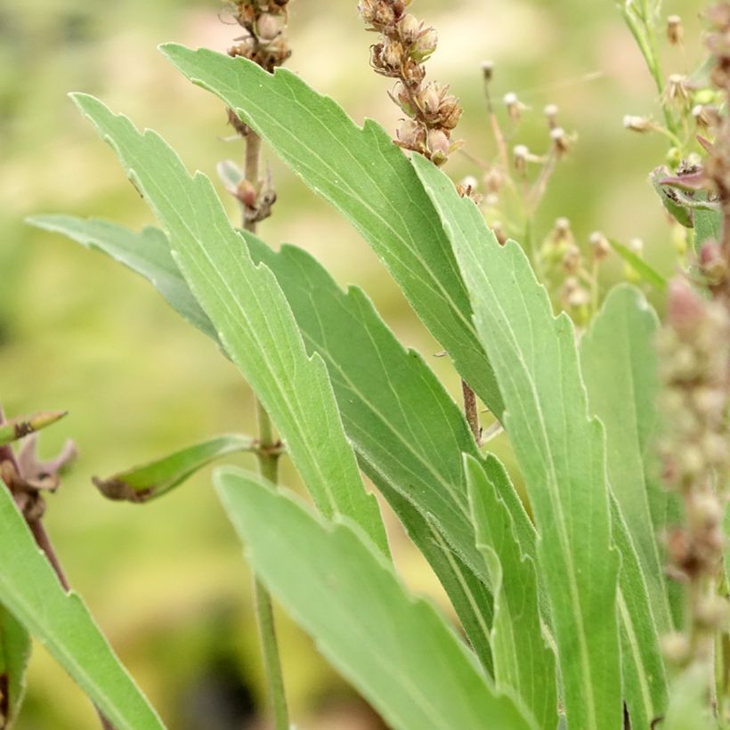 Veronica Baby Blue (Foliage)