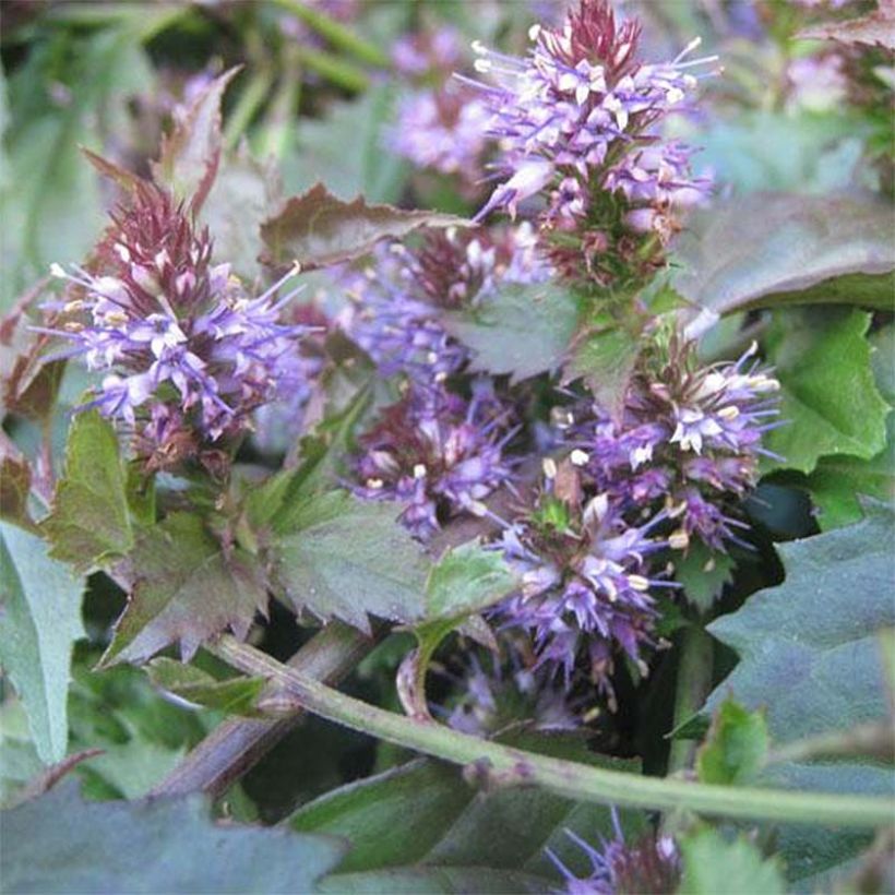 Veronicastrum latifolium (Flowering)