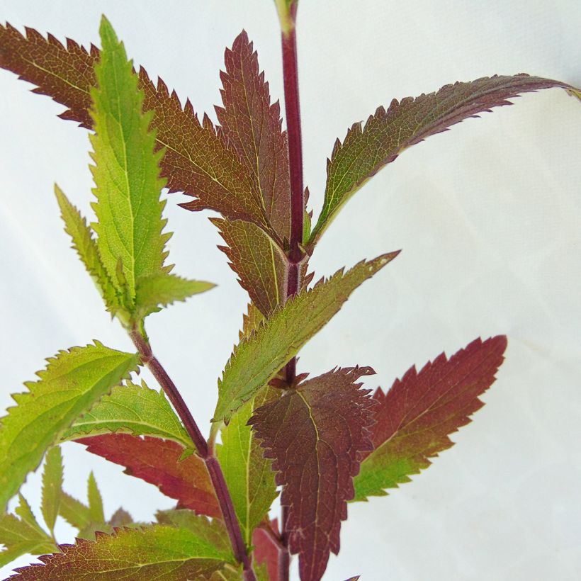 Verbena hastata  (Foliage)