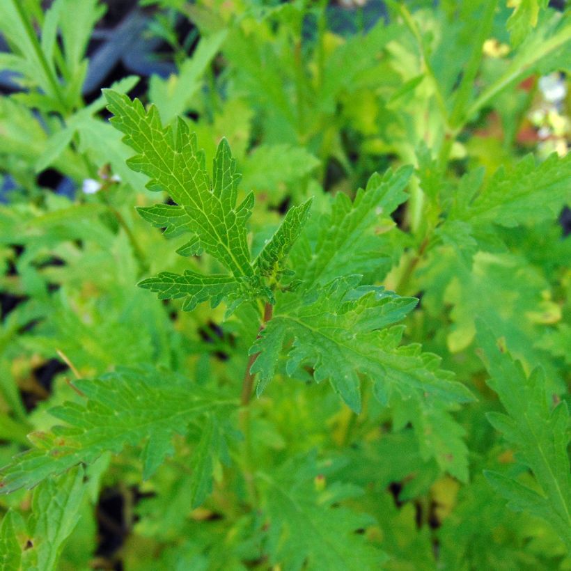 Verbena officinalis (Foliage)