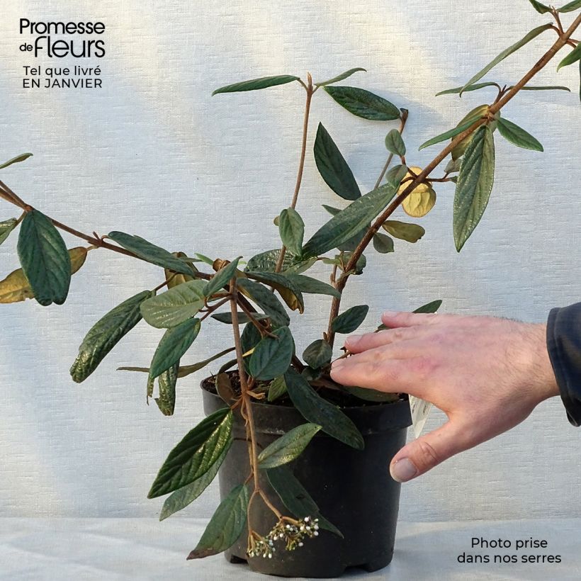 Viorne de Prague - Viburnum Pragense Pot de 3L/4L sample as delivered in winter