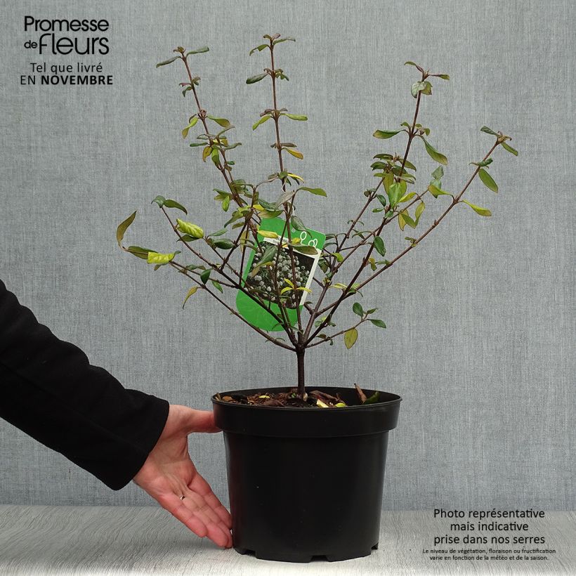 Viburnum burkwoodii Conoy - Viorne de Burkwood  Pot de 4L/5L sample as delivered in autumn