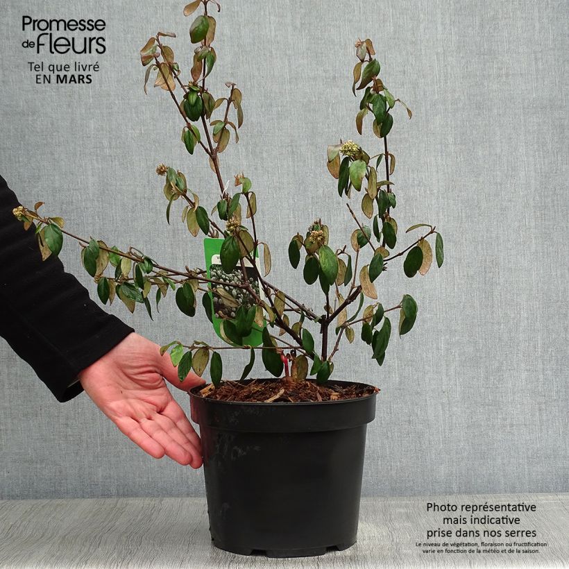 Viburnum burkwoodii Conoy - Viorne de Burkwood  Pot de 4L/5L sample as delivered in winter