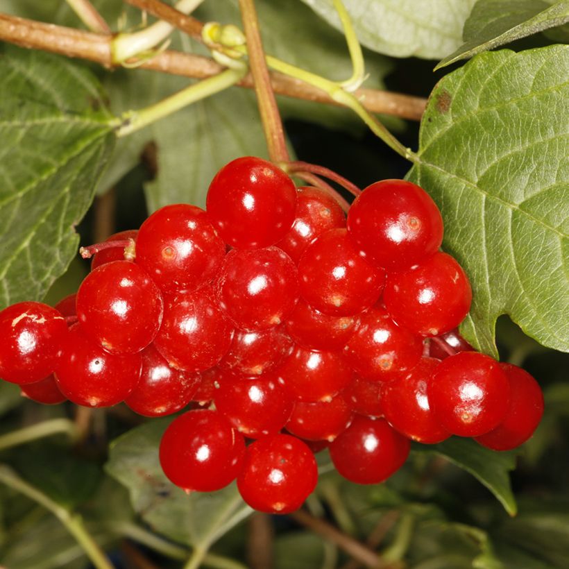 Viburnum opulus Tajożnyje Rubiny - Guelder rose (Harvest)