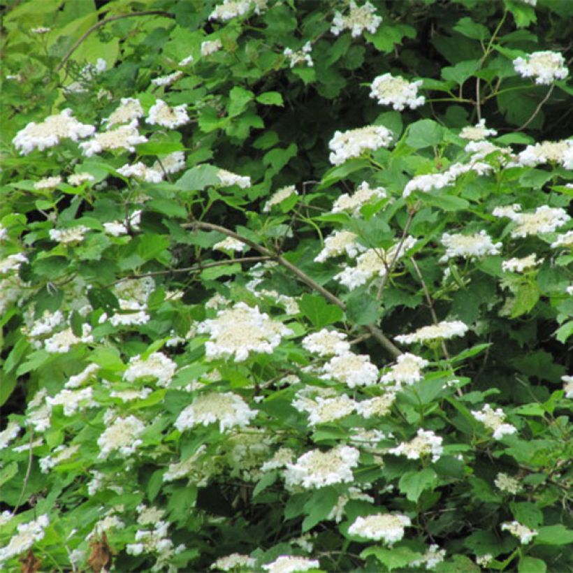 Guelder rose - Viburnum opulus (Flowering)