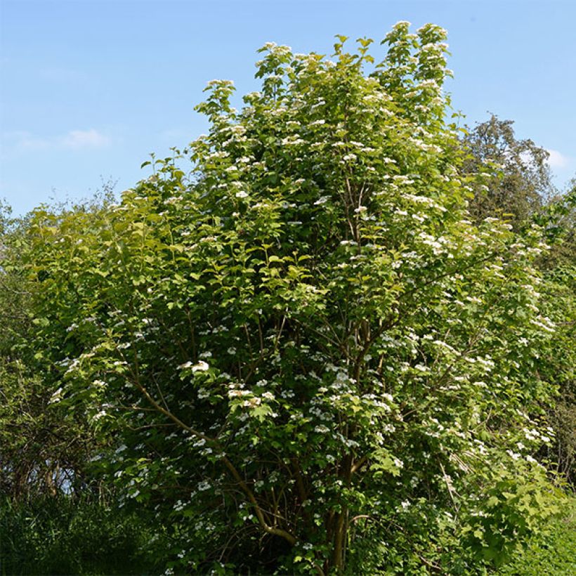 Guelder rose - Viburnum opulus (Plant habit)