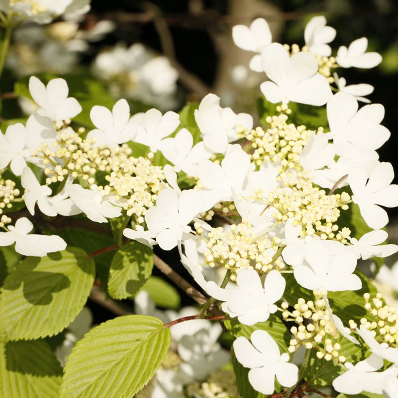 Viburnum plicatum f. tomentosum Cascade - Japanese Snowball (Flowering)