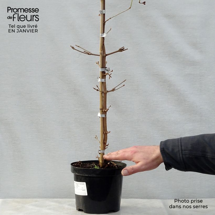 Viorne de Chine - Viburnum plicatum Kilimanjaro Sunrise Pot de 2L/3L sample as delivered in winter