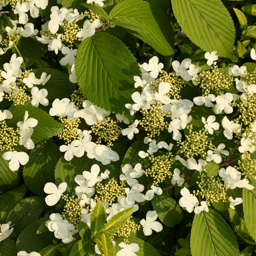 Viburnum plicatum St Keverne - Japanese Snowball (Flowering)