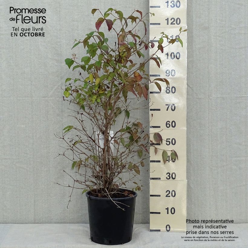 Viburnum plicatum Watanabe en pot de 12L sample as delivered in autumn